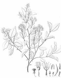 Gymnanthemum amygdalinum Bitterleaf
